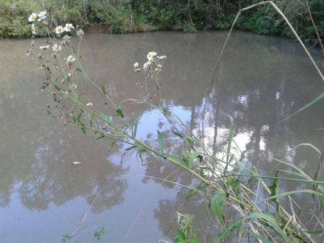 Chácara - Sítio - Mandirituba próx. Fazenda Rio Grande - Foto 5