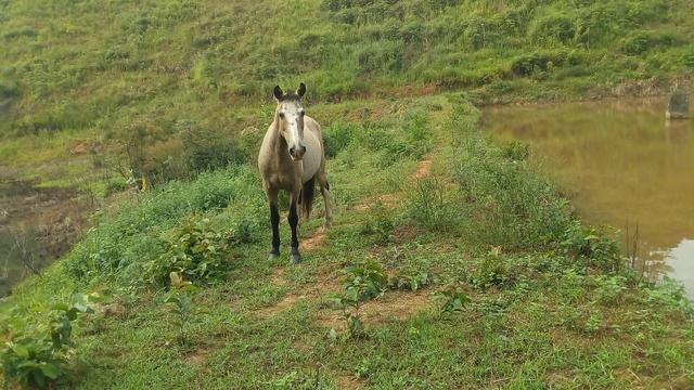 Fazenda em Jacupiranga-SP Barro Branco Vale do Ribeira - Foto 8