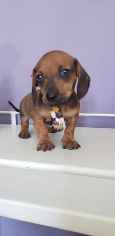 Dashshound Ja vacinado Macho