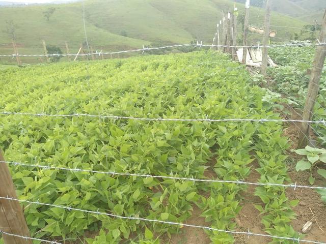Vende-se terreno no São Luís da Barra VR-RJ - Foto 3