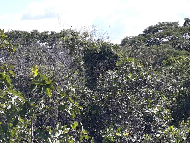 Vendo terreno de 7 alqueiro de terra viagem - Foto 10