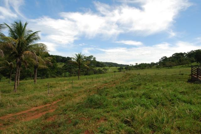 Fazenda com 12 alqueires em Terezópolis-GO - Foto 9