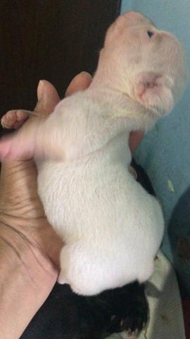Cachorros Bulldog francês - Foto 2