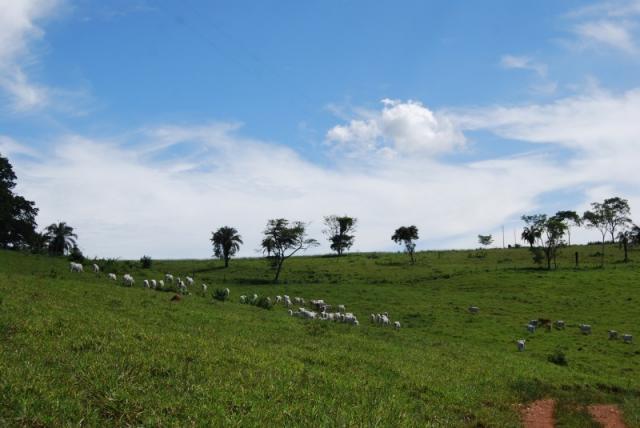 Fazenda com 12 alqueires em Terezópolis-GO - Foto 11
