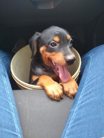 Lindos filhotes de rottweiller com 48 dias - Foto 5