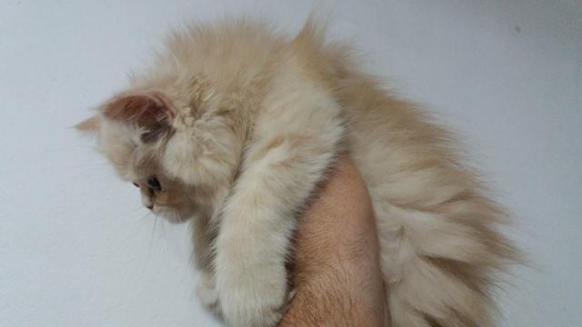 Filhotinhos de gato Persa EM 10X NO CARTÃO - Foto 3