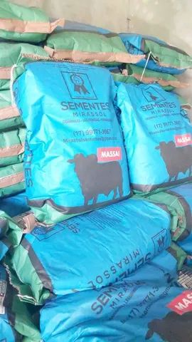 Semente de capim Massai revestida 10kg Mirassol - Nova/Loja - Foto 4
