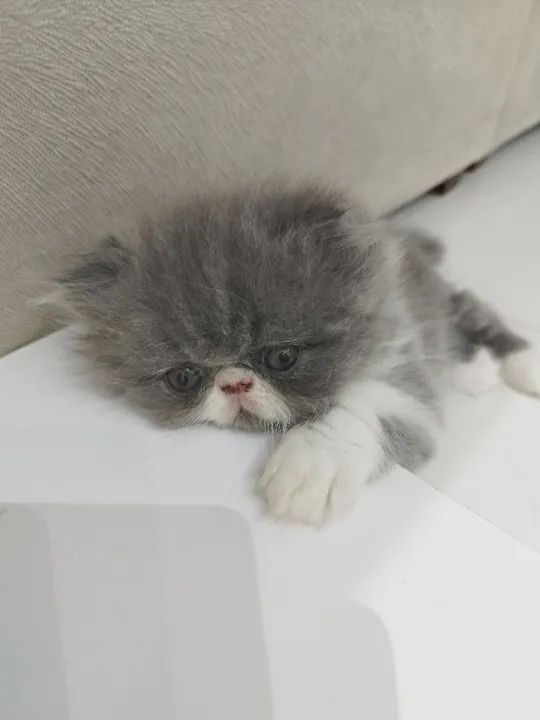 Vendo lindos gatinhos persas - Foto 5
