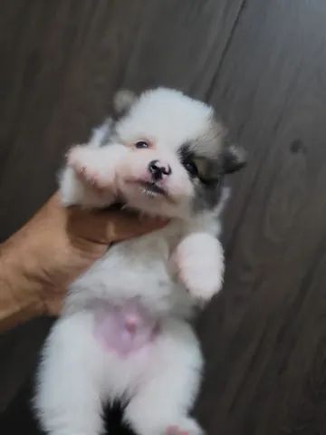 Spitz alemão 