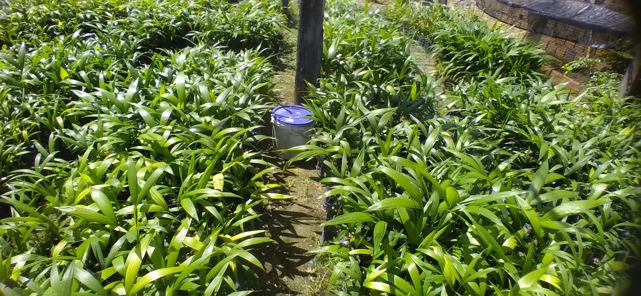 AÇAÍ BRS PAI D'EGUA e AÇAÍ BRS PARÁ ANÃO - Foto 2