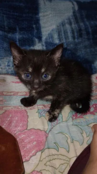 Filhote de gato (fêmea) - doação 