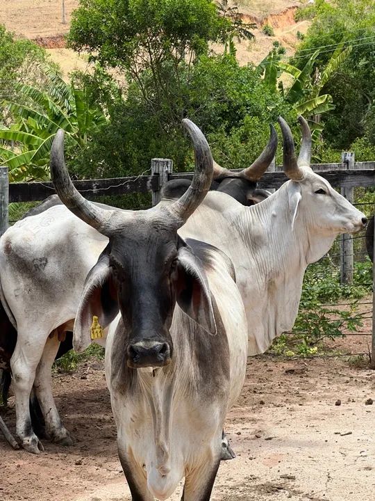 Venda ou troca 2 matrizes GUZERA top - Foto 3