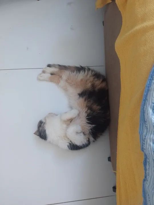 Doação responsável gata Persa exótica 