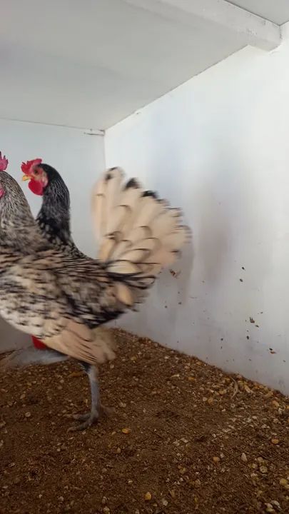 Galinhas Sebright Prata e Dourado - Foto 3