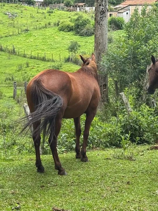 Cavalos curvos - Foto 2