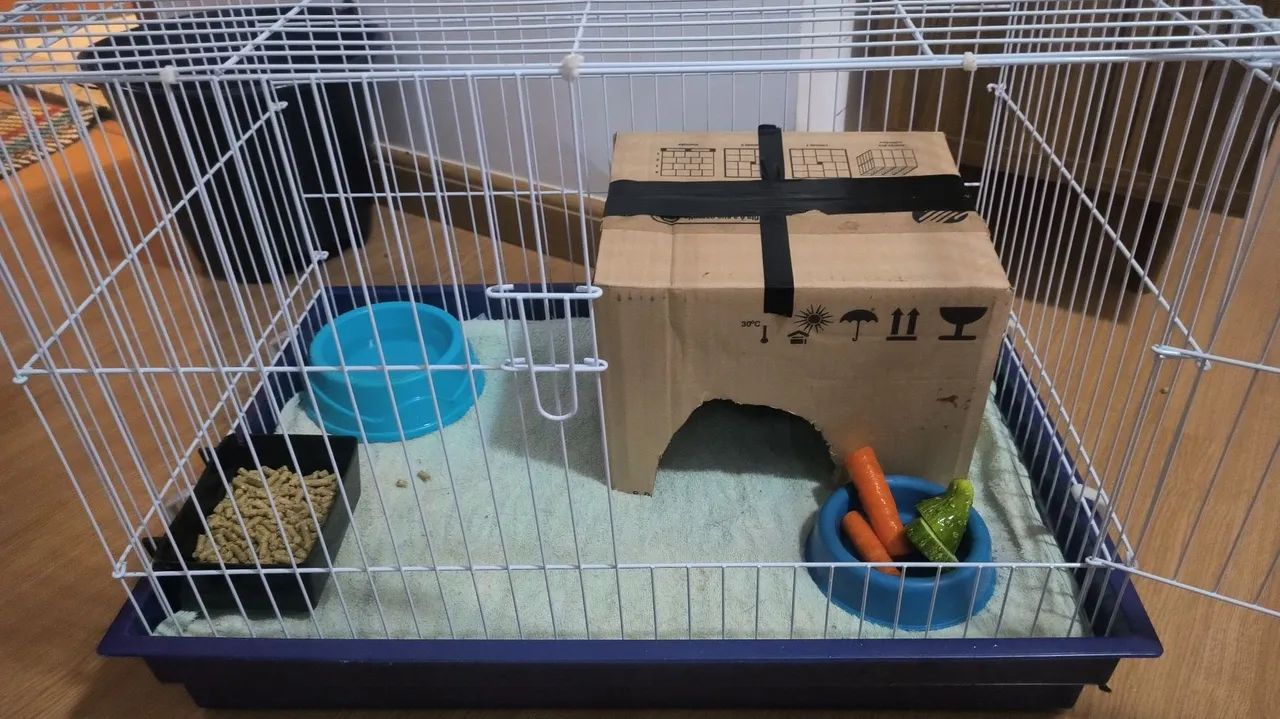 Porquinho da índia preto fofinho para adoção - Foto 5