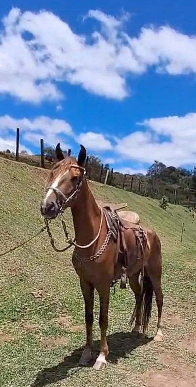 CASTRADO LUXOOOO (Marcha picada) - Foto 4