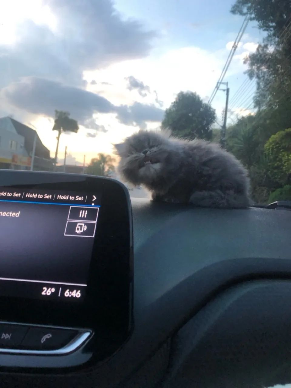 Vendo gato persa (fêmea ) - Foto 3