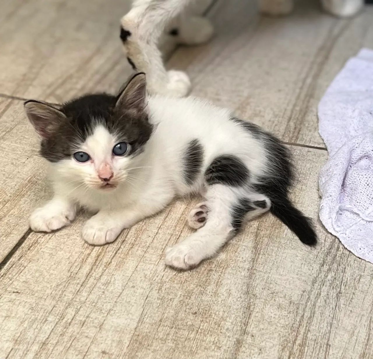 Gatinhos fofinhos para adoção responsável - Foto 4