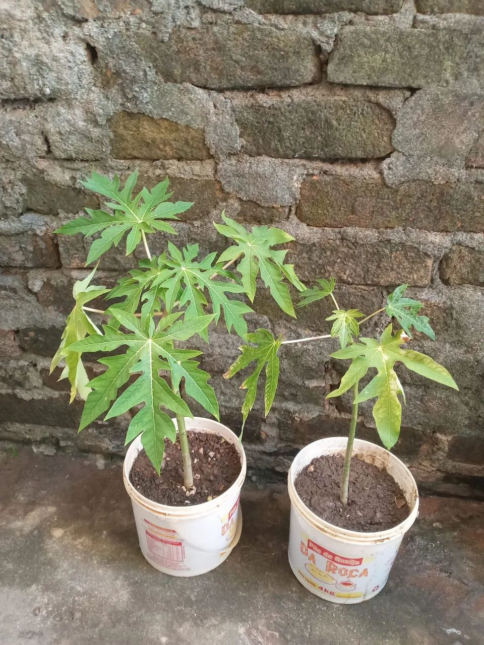 Vendo mudas frutíferas  - Foto 2