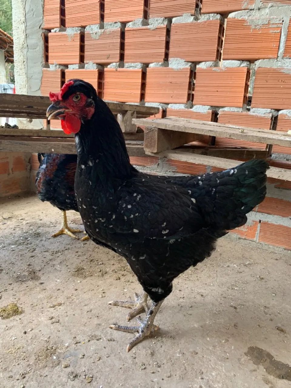 Ovos Férteis da Galinha Sertaneja Balão (GSB) - A Gigante do Sertão! - Foto 5