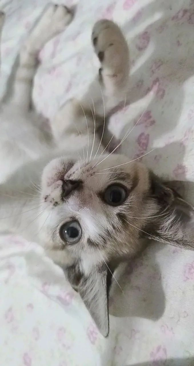 Gato lindo e dócil para adoção - Foto 4
