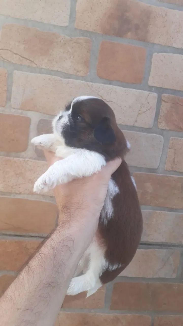 Filhotes da raça shitzu disponível  - Foto 2