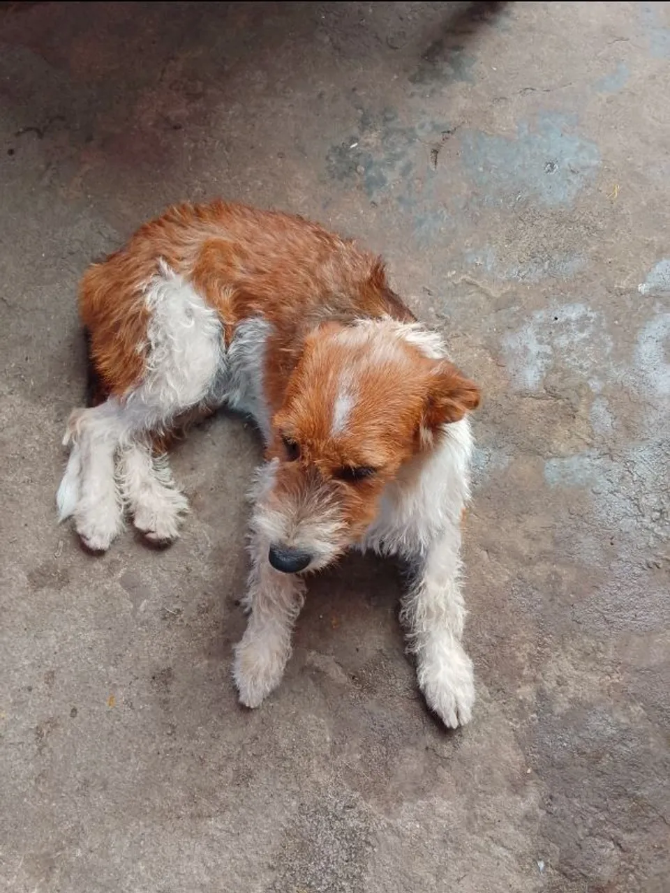 2 Cachorras