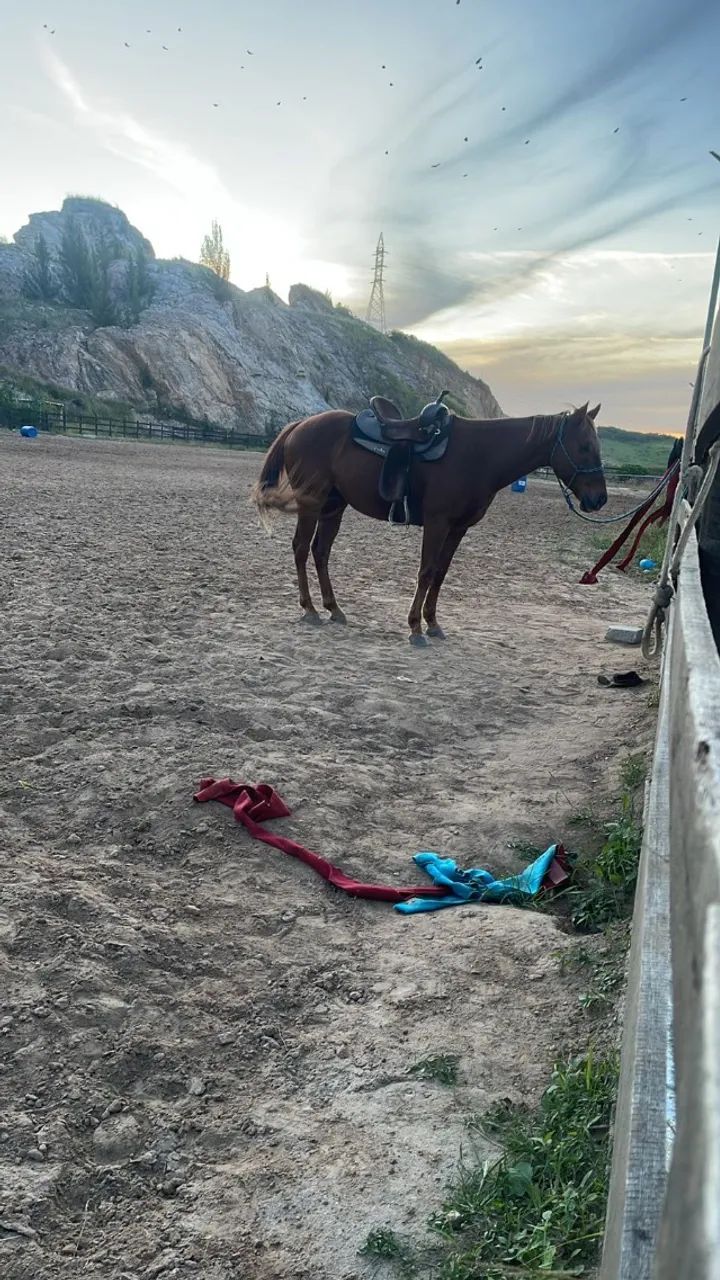 Cavalo Quarto de Milha Registrado  - Foto 3