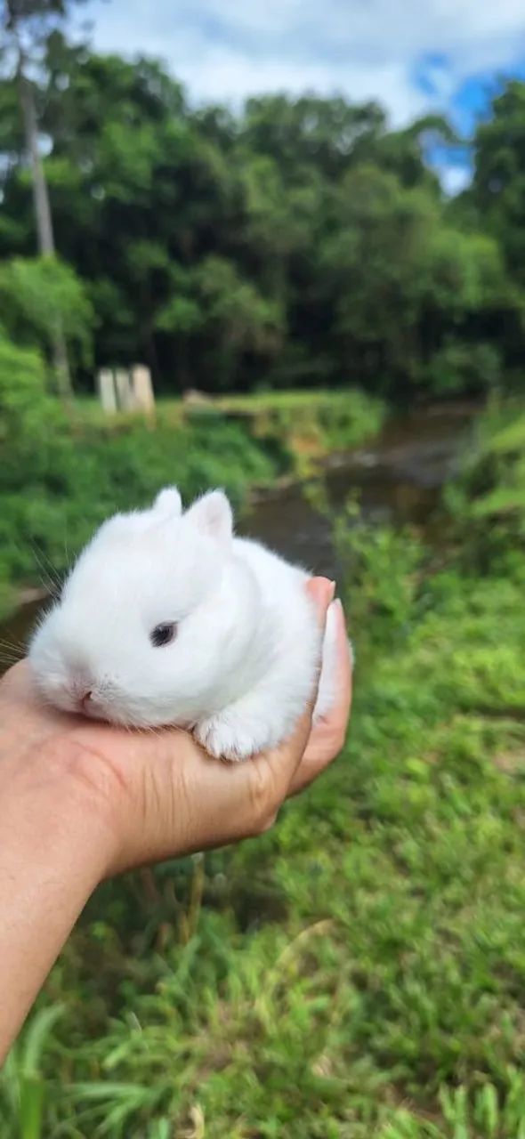 Coelho netherland anao - Foto 4