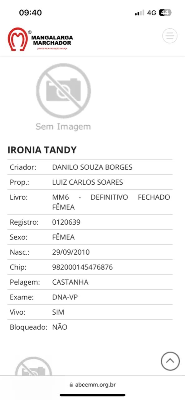 Égua mangalarga marchador  - Foto 3