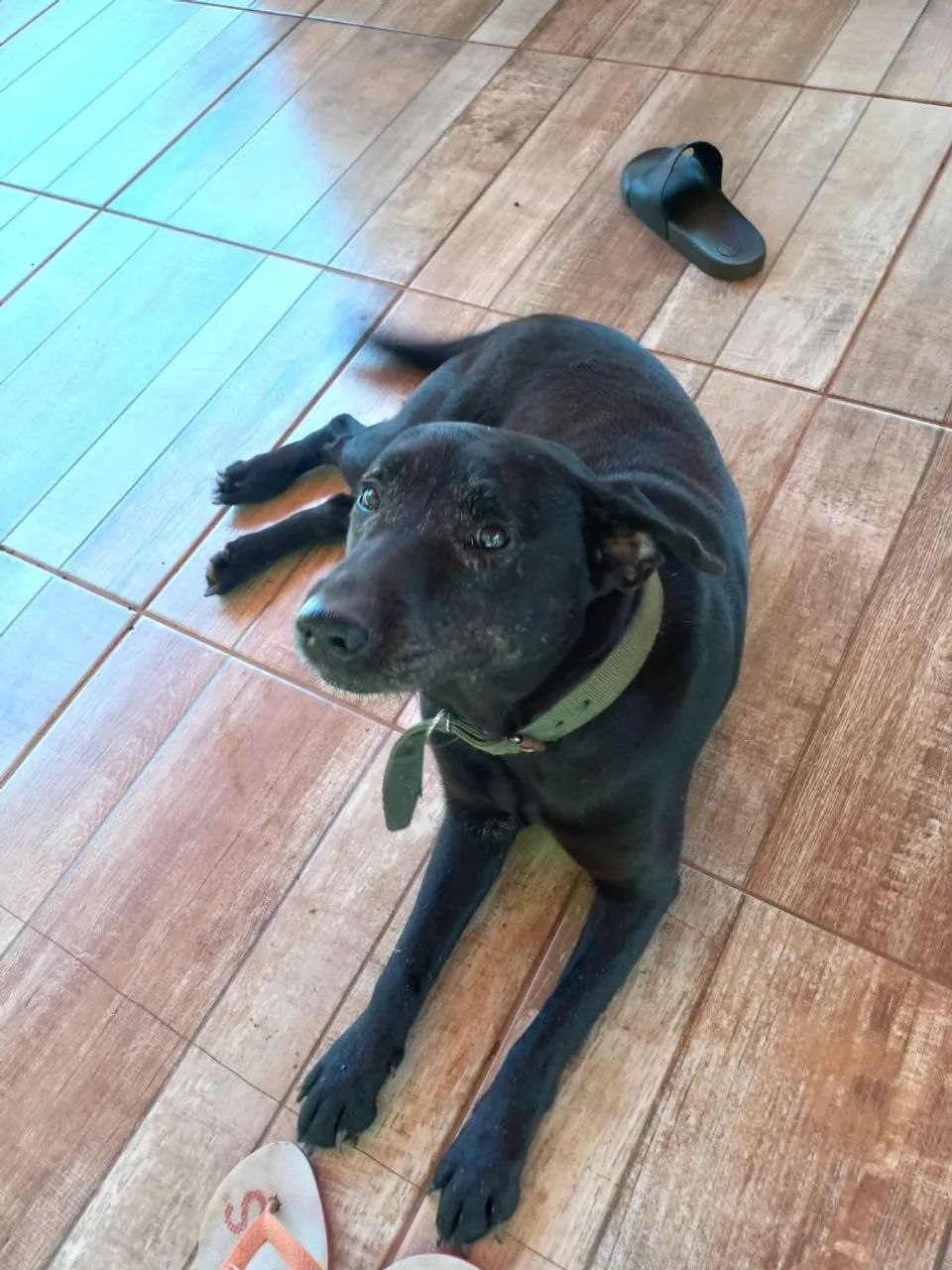 Cão adulto preto para adoção