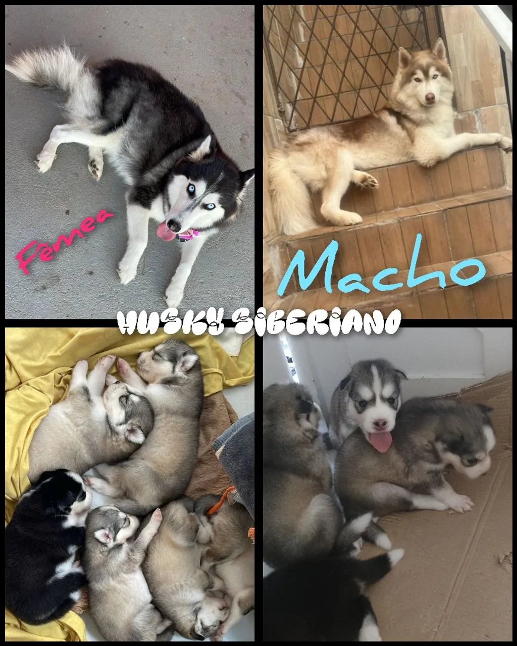 Husky Siberiano - Filhotes