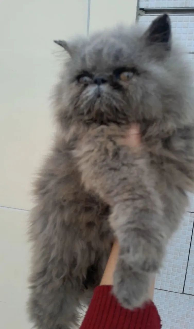 Gatinho Persa Cinza MACHO. 