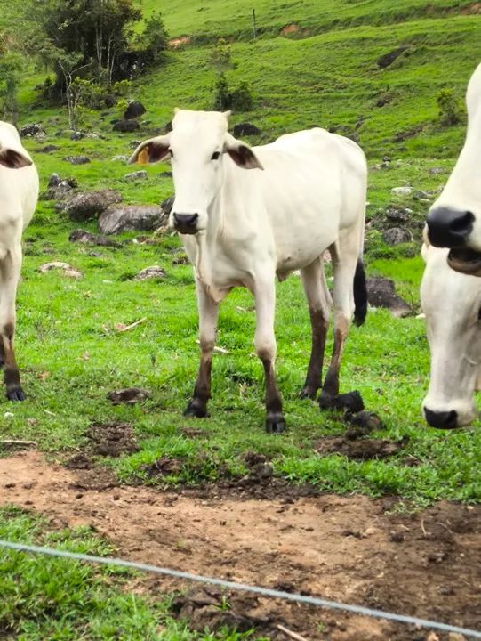 Novilha Nelore - Foto 3