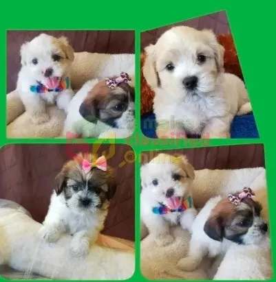 Maltês com poodles tops caminha brinde zap (85)99990.2592