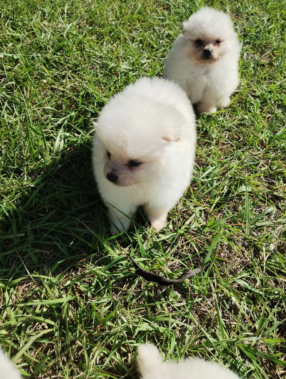 Vendo filhote Spitz Alemão anão ( Lulu) fêmea 