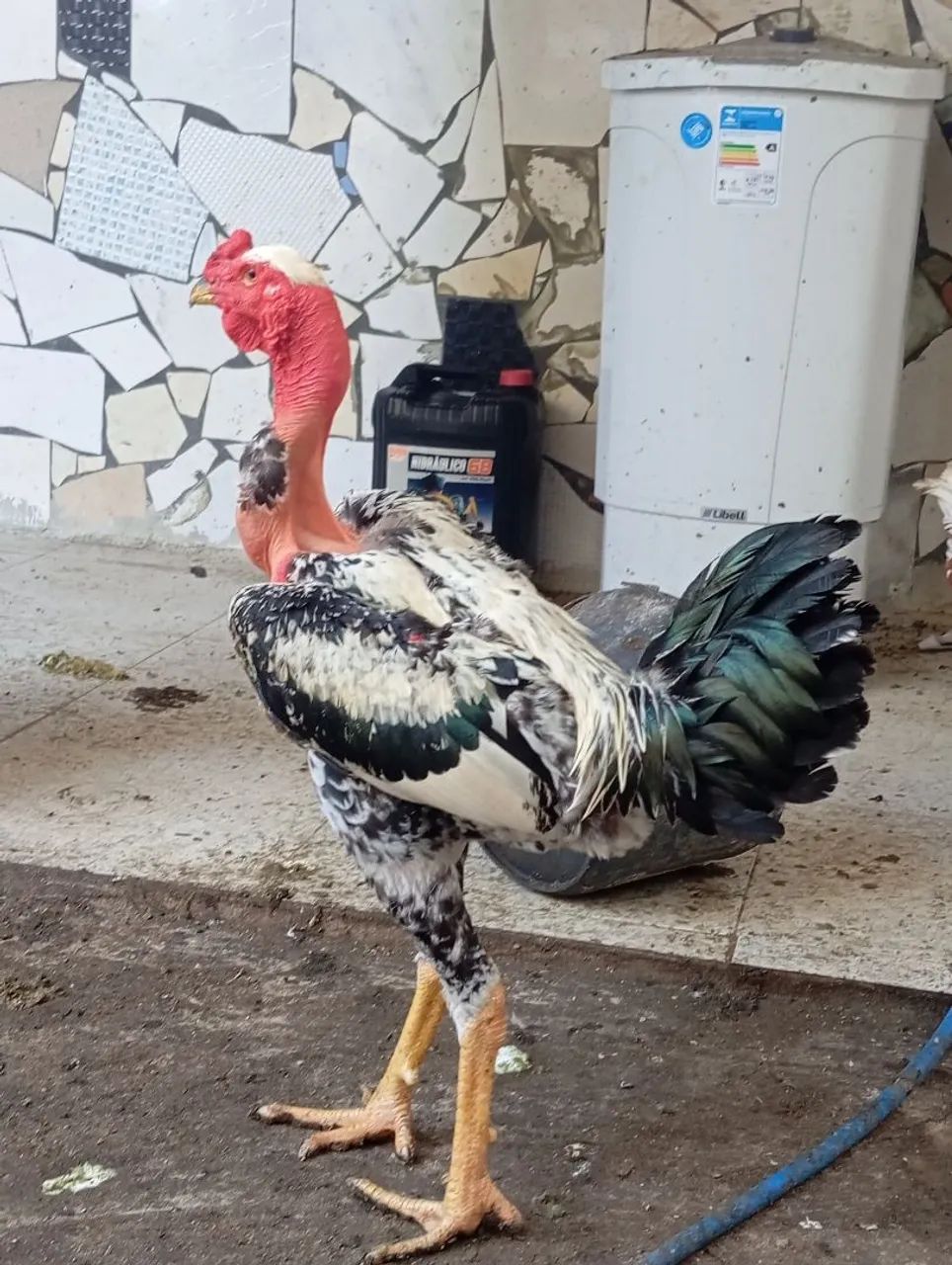 Pintos de vários tamanhos de índio gigantes puro,  - Foto 2