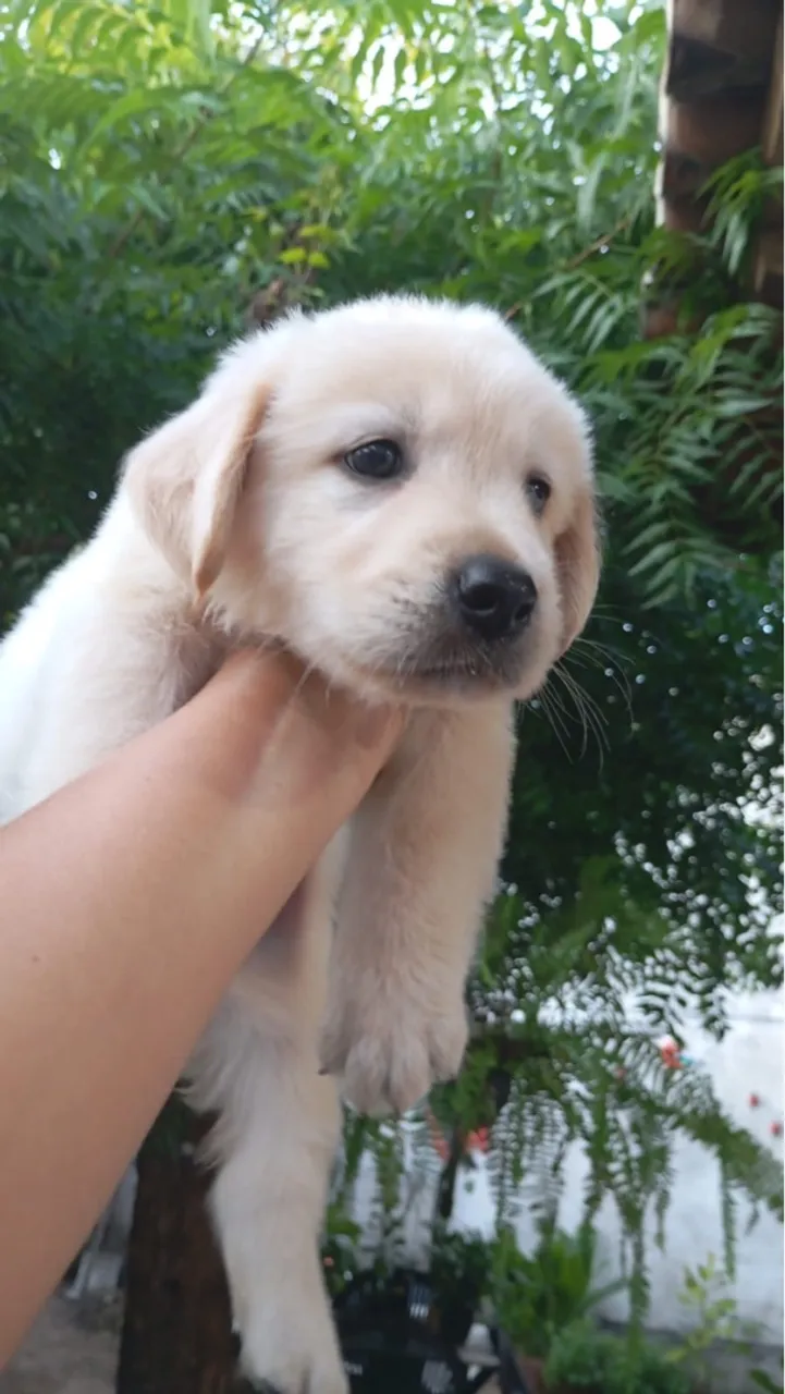 Lindos filhotes de labrador disponível 