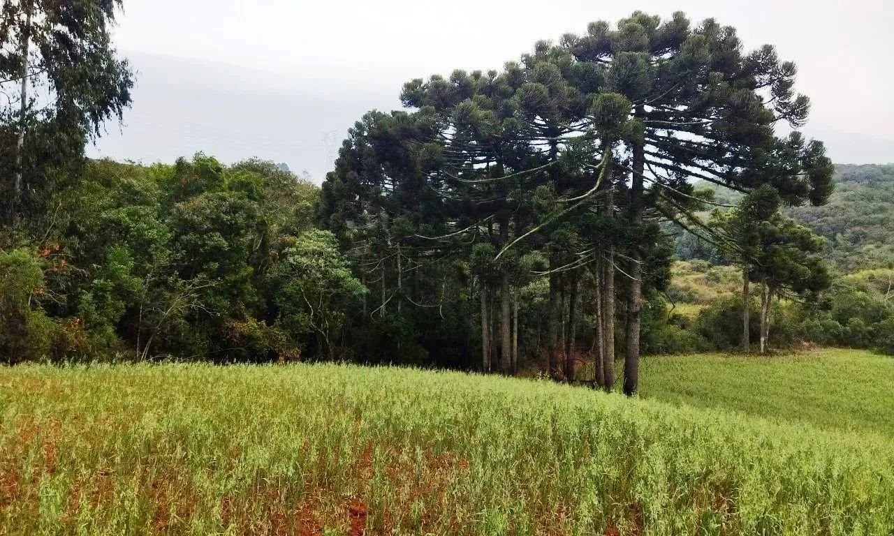 Chácara divisa Araucária/ Campo Largo-Ferraria  21.754m², doc 100%, 11Km Volvo , 6km Arauc - Foto 3