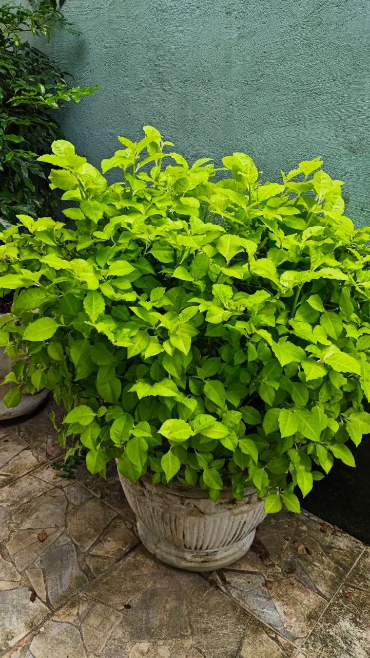 3 tipos caqueira  preço unitário - Foto 2