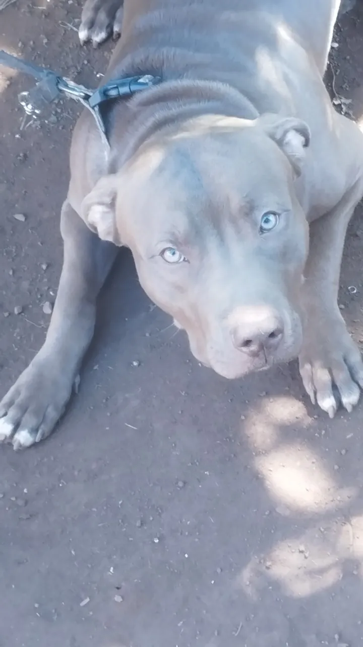 Pitbull Macho 11 meses