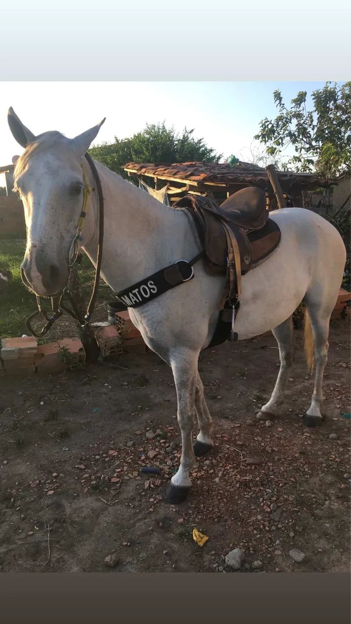 Egua mestiça de quarto de milha - Foto 5