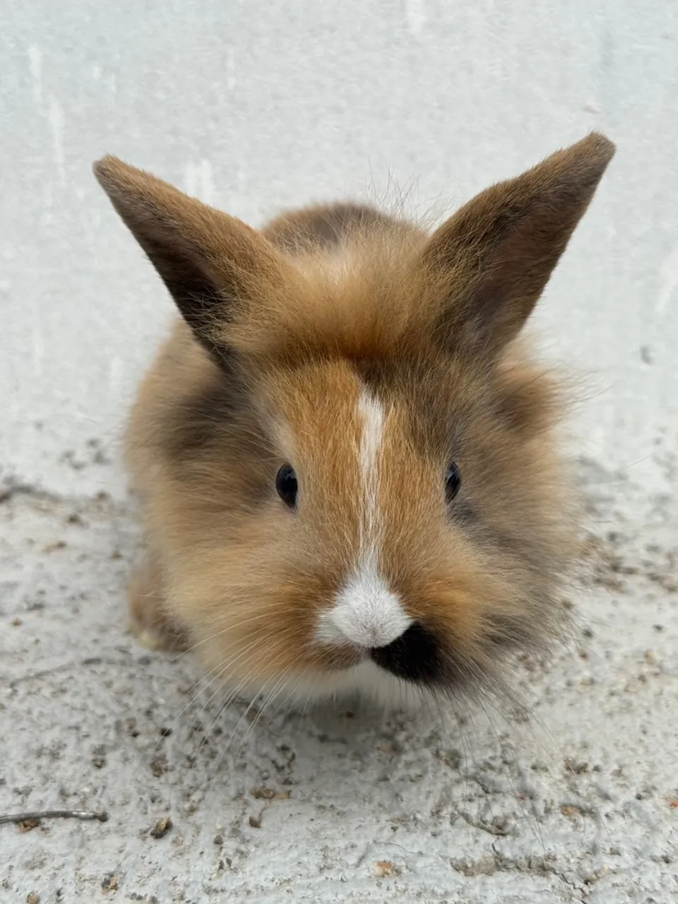 Coelhos Mini Lionhead
