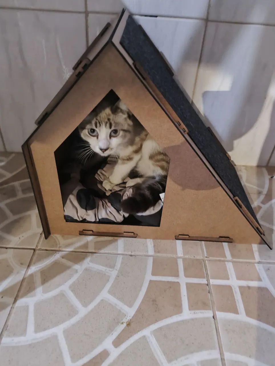 Gato lindo e dócil para adoção - Foto 2