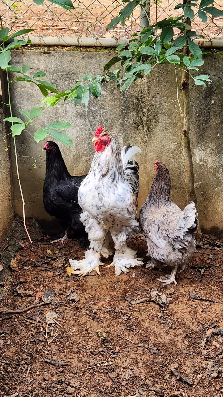 BRAHMA - Lindos pintinhos de Brahma