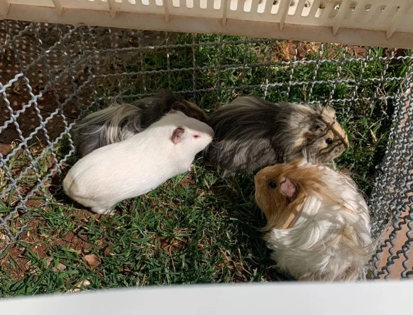 Porquinhas da índia para doação  - Foto 2