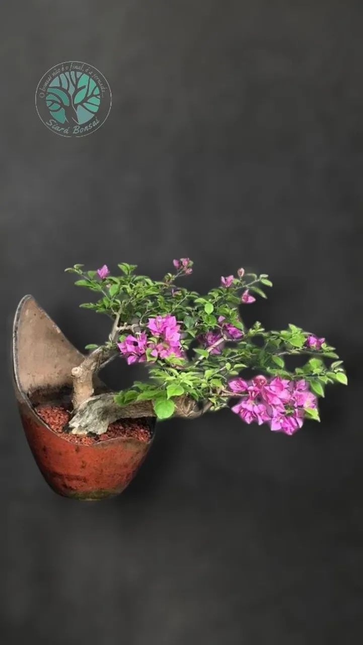 Bonsai, Pré-Bonsai e Vasos - Foto 2