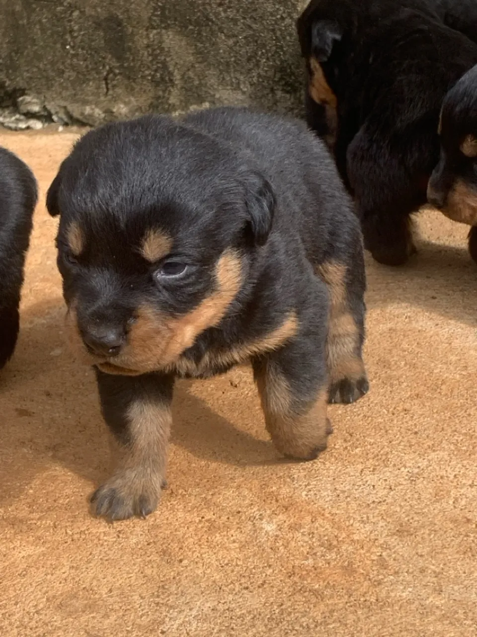Filhote de Rottweiler disponível para venda tenho somente 3 femas