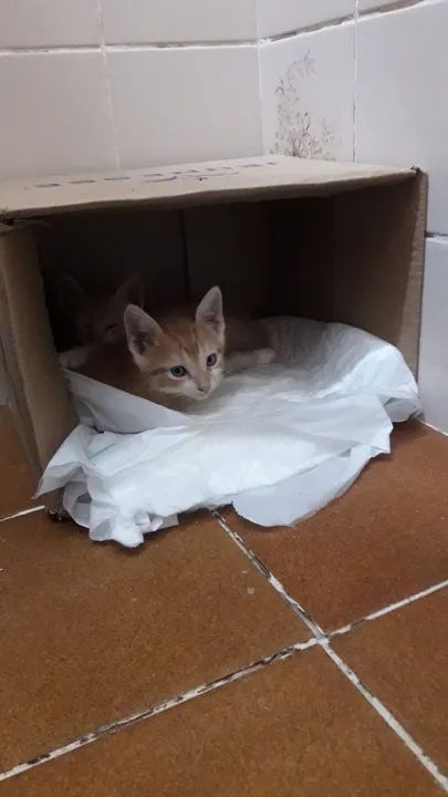Dois gatinhos laranjinhas fofinhos  para adoção.